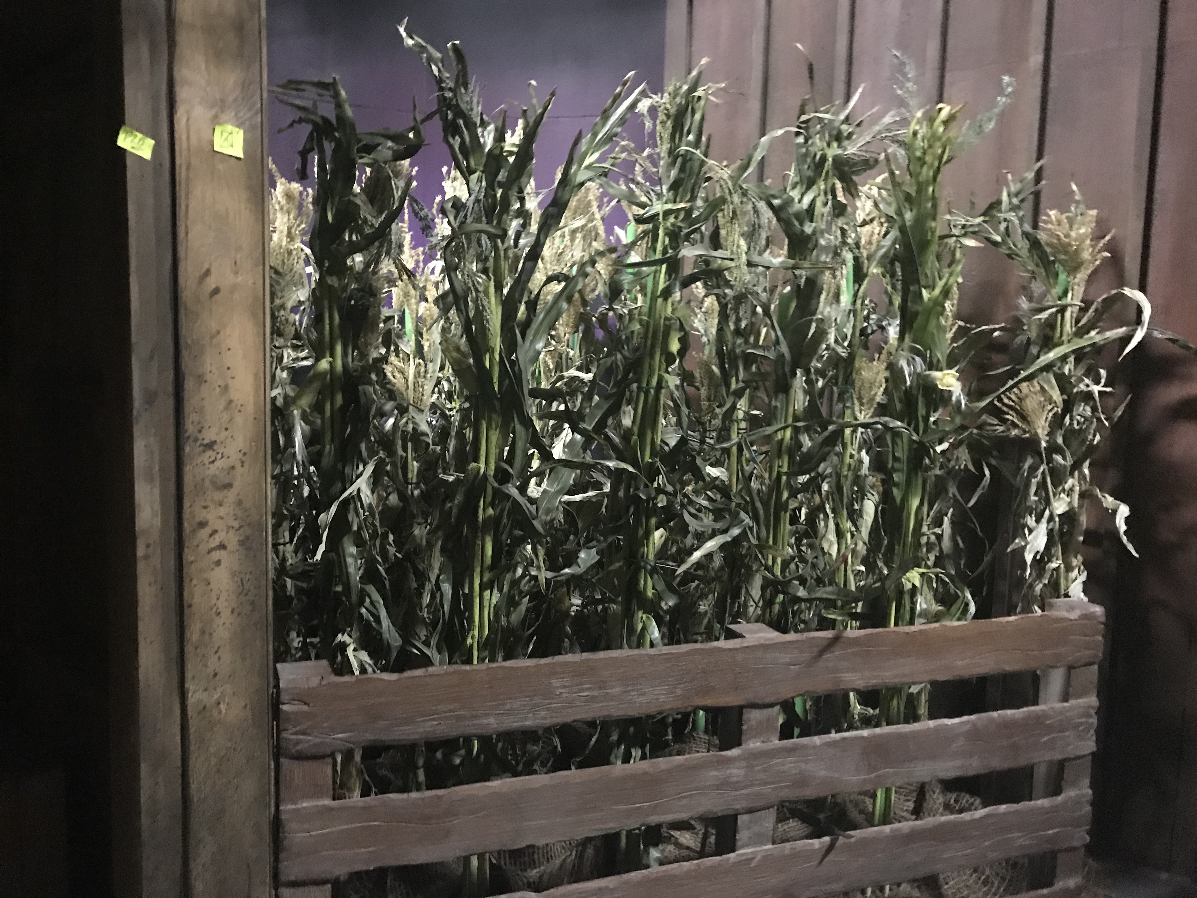 HHN 2017 corn field haunted house decor